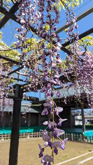 長藤の写真1