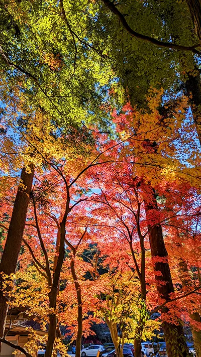 紅葉
