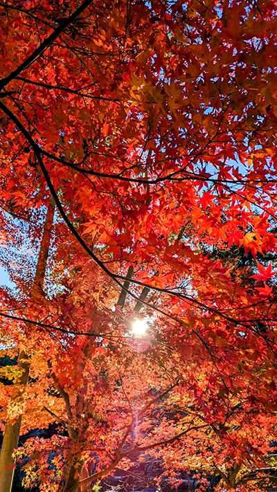 紅葉