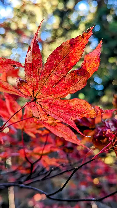 紅葉のアップ