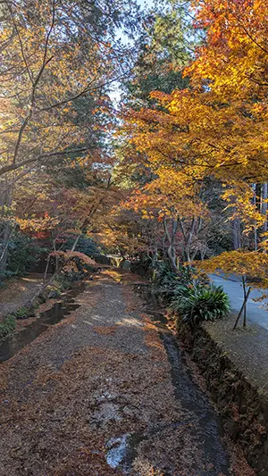 小国神社の紅葉 その3
