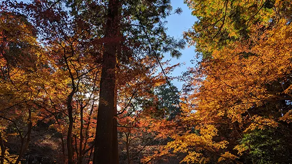 小国神社の紅葉 その4