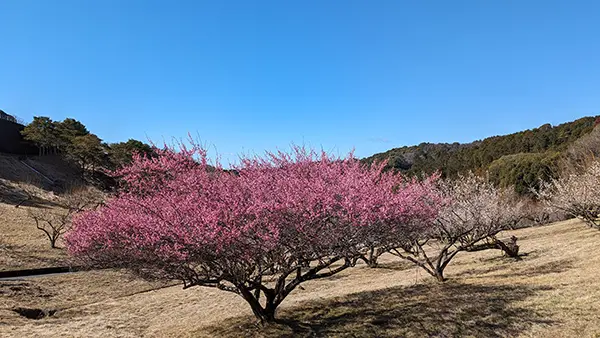 梅園の様子001