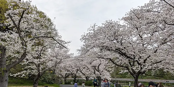 桜