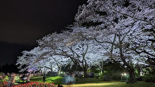 夜桜