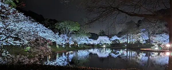 水面に映る夜桜