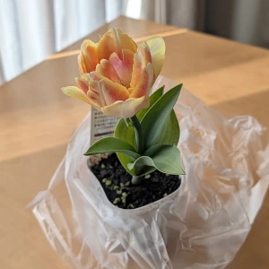 八重のチューリップ01