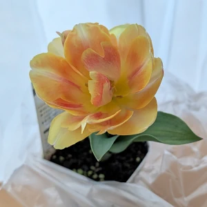 八重のチューリップ02